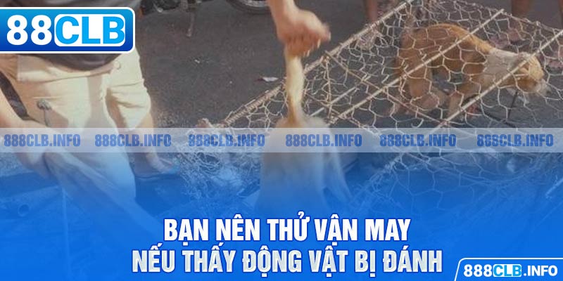 Thấy có người đánh động vật